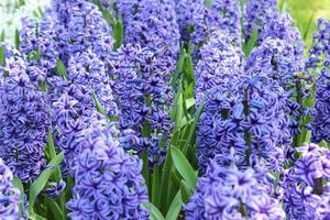 flores moradas en la naturaleza foto