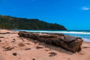 Tree log on the beach photo