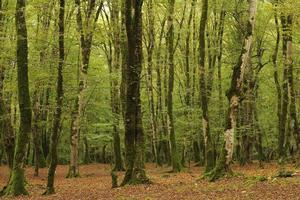 Landscape scene of moss on trees photo