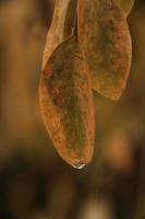  Wet leaves on a rainy day photo