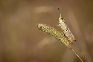 Meadow Grasshopper on a blade of grass photo