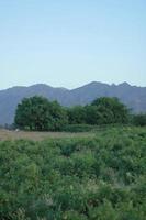 Green plain near the mountains photo