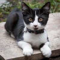 gatito con cuello cascabel foto