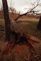 Old fallen tree in autumn photo