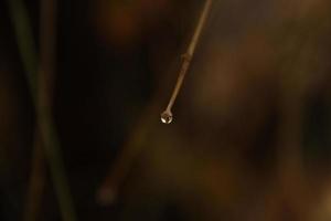 gota de agua en la rama foto