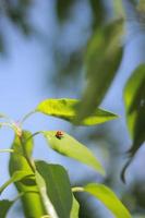 insecto zapatero en una hoja foto