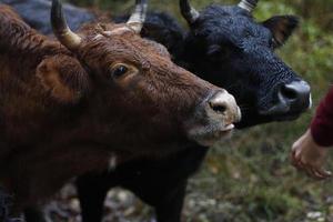 Brown and black cow leaning into person photo