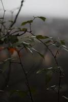 Close up of leaves on a cloudy day photo