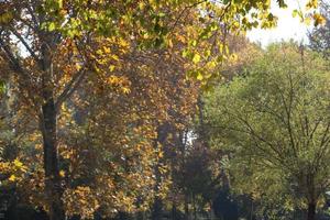 Trees in autumn season photo