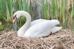 Swan sitting in a nest photo