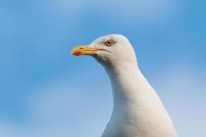 Seagull head portrait photo