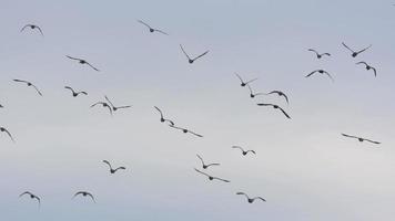 Birds Flying Stock Video Footage for Free Download Birds Flying Stock Video Footage for Free Download