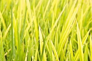 Rice field harvest photo