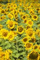 Sunflower Filed photo