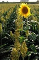 Millet And Sunflower