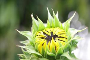 Sunflower budding photo