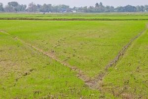 Rice Field in Thailand photo