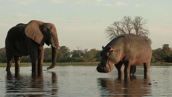 Unusual footage of Hippo with elephant drinking in background,Botswana video