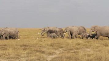 African elephants feeding