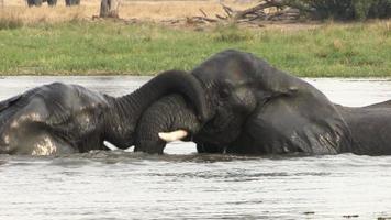 Los elefantes interactúan y juegan a pelear mientras nadan en un río en el delta del Okavango. video