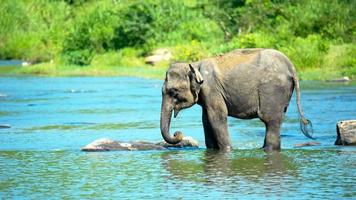 elefante filhote bebendo água no rio