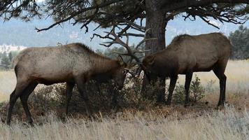 primo piano di due alci toro maturi che giocano e combattono nel parco nazionale delle montagne rocciose, parte 3