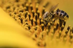 bee on sunflower photo
