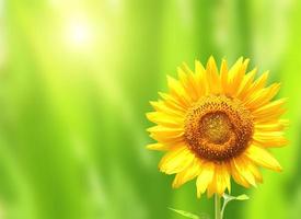 Bright yellow sunflower on green background photo