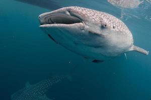 Whale Shark very near looking at you underwater in Papua
