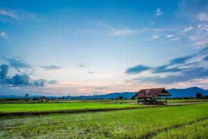 Fresh rice field on beautiful sunset photo