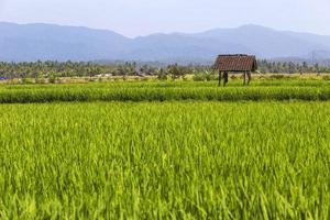 Rice fields photo