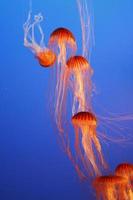 Orange decorative jellyfishes in an aquarium photo
