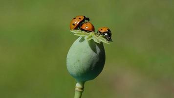three ladybird ladybug on green poppy seed box video