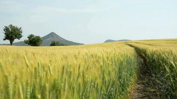 Wheath field in de zomer