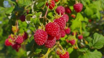 ripe raspberry bush video