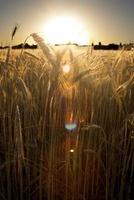 campo de trigo en el amanecer de un día soleado