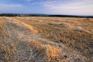 Harvested wheat field with hay