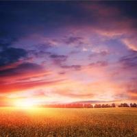 puesta de sol sobre campo de trigo con nubes increíbles foto