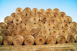 hay and straw bales in the end of summer photo
