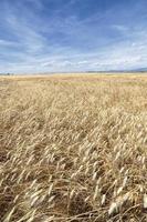 Vertical panorama of a yellow wheat fields photo