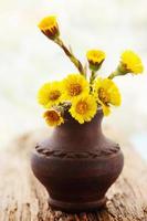coltsfoot in the vase photo