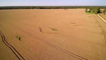 ampio campo di grano senza colture piantate