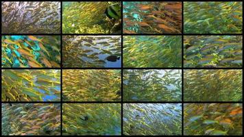Video wall peces tropicales en arrecifes de coral vibrantes