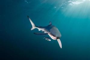 lindo tiburón y pez foto