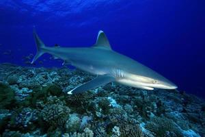 carcharhinus albimarginatus / tiburón punta plateada foto