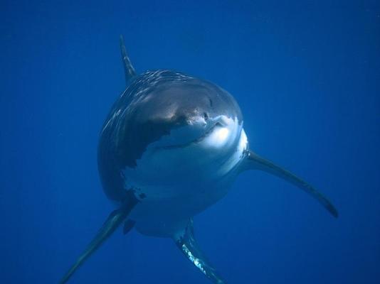 Shark Head Stock Photos, Images and Backgrounds for Free Download