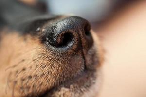 Dog nose photo