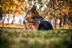German Shepherd Alsatian Police Dog photo