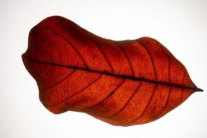 Red leaf on white background photo