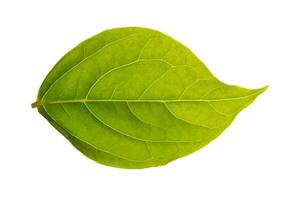 Green leaf on white background photo